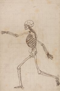 En jämförande anatomisk framställning av människokroppens struktur med tigerns och den vanliga fågelns: Människans skelett, vy från sidan av George Stubbs