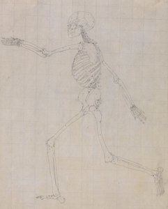 En jämförande anatomisk framställning av människokroppens struktur med tigerns och den vanliga fågelns: Människans skelett, vy från sidan (skelettskiss för nyckelfiguren till tabell III) av George Stubbs