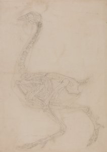 En jämförande anatomisk framställning av människokroppens struktur med tigerns och en vanlig hönas:  Skelett av höns, vy från sidan av George Stubbs