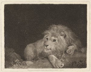 Ett lejon [Ett liggande lejon] av George Stubbs