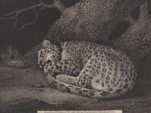 En sovande leopard, graverad av konstnären, pub. 1791 (etsning) av George Stubbs