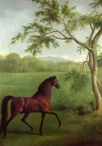 En arabisk hingst under ett träd, ca 1761-63 (olja på duk) av George Stubbs
