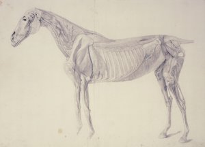 Diagram från Hästens anatomi av George Stubbs