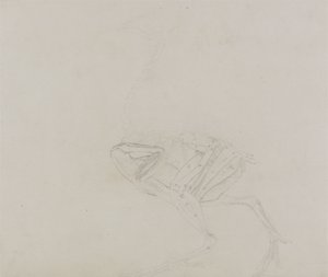 Dorking Hen Body, Lateral View, från en jämförande anatomisk beskrivning av människokroppens struktur med en tiger och en vanlig fågel, 1795-1806 (grafit på tunt vävt papper) av George Stubbs