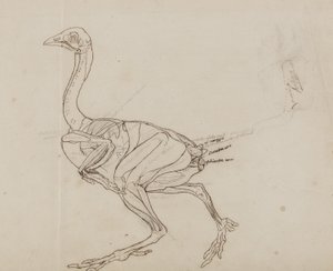 Dorking Hen Body, Lateral View, från "En jämförande anatomisk beskrivning av människokroppens struktur med en tiger och en vanlig fågel" av George Stubbs