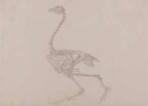 Dorking Hen Skeleton, Lateral View (Färdig studie för en opublicerad tabell) av George Stubbs