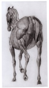 Ryggvy av muskelstrukturen hos en progressivt dissekerad häst, studie nr 7 från The Anatomy of the Horse, 1766 av George Stubbs