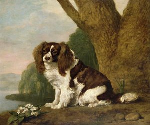 Fanny, en brun och vit spaniel