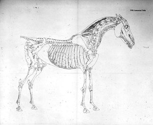 Femte anatomiska tabellen, från "The Anatomy of the Horse" (gravyr) av George Stubbs