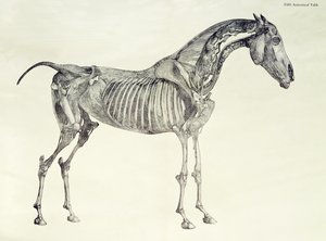 Femte anatomiska tabellen, från "The Anatomy of the Horse" av George Stubbs