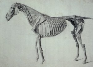 Avslutad studie för det femte anatomiska bordet för en häst (grafit på papper) av George Stubbs