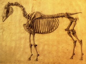 Avslutad studie för det första skelettbordet på en häst, ca. 1766 (grafit på papper) av George Stubbs