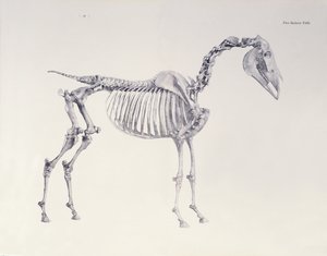 Första skelettbordet, från "Hästens anatomi". av George Stubbs