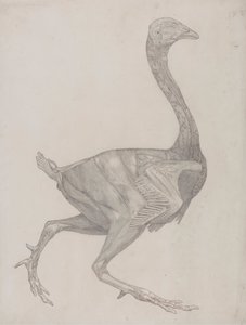 Fågelkropp, sidovy (troligen förberedd för överföring till tallriken för gravering av tabell XV) av George Stubbs