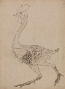 Hönskropp, sidovy (studie för nyckeltal till tabell X) av George Stubbs