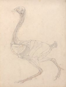 Hönskropp, sidovy (studie för nyckelfiguren till tabell XV) av George Stubbs