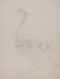 Fågelkropp, sidovy av George Stubbs