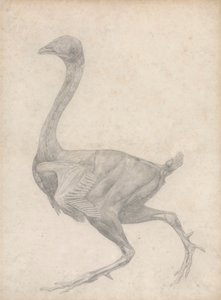 Fågel, sidovy, med hud och underliggande skikt borttagna (avslutad studie för tabell XV) av George Stubbs