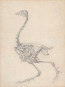 Fågelskelett, sidovy (avslutad studie för tabell V) av George Stubbs