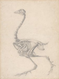 Fågelskelett, sidovy (avslutad studie för tabell V) av George Stubbs