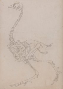 Fowl Skeleton, Lateral View (konturritning av skelettet förberedd för nyckelfiguren i Tabell V) av George Stubbs