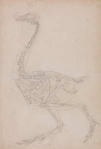 Fågelskelett, sidovy (förmodligen grundläggande studie av proportionerna av fågelskelettet som används för andra ritningar) av George Stubbs