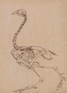 Fowl Skeleton, Lateral View (Studie för nyckeltalet till tabell V) av George Stubbs