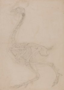Fågelskelett, sidovy av George Stubbs