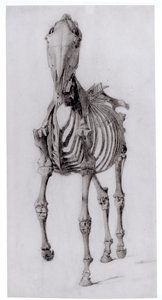 Framifrån av skelettet av en häst, studie nr 10 från The Anatomy of the Horse, 1766 av George Stubbs