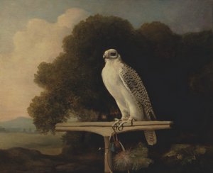 Grönlandsfalk, Gyrfalk, 1780. av George Stubbs