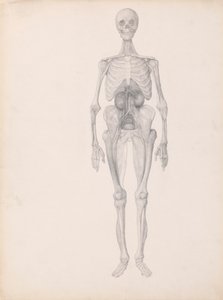 Människofigur, framifrån (avslutad studie av dissektionens slutskede) av George Stubbs