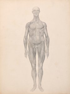 Människofigur, vy framifrån, hud och underliggande fasciala lager borttagna (avslutad studie för tabell XI) av George Stubbs