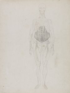 Människofigur, Anterior View, från "En jämförande anatomisk beskrivning av människokroppens struktur med en tiger och en vanlig fågel" av George Stubbs