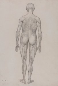 Människofigur, posteriorvy (nästan identisk med färdig ritning för tabell XII) av George Stubbs