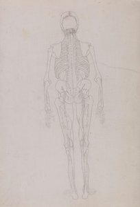 Människofigur, posteriorvy (konturritning för en nyckelfigur som visar dissektionens slutskede) av George Stubbs
