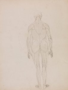 Människofigur, posteriorvy (konturritning för nyckelfigur till tabell XII) av George Stubbs