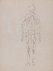 Människofigur, posteriorvy (konturritning för nyckelfiguren på en opublicerad platta) av George Stubbs