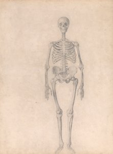 Mänskligt skelett, framifrån (avslutad studie för tabell I) av George Stubbs