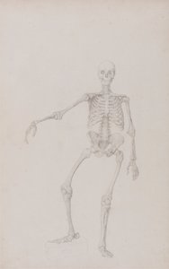 Mänskligt skelett, framifrån (höger arm utsträckt; färdig studie för opublicerad tabell) av George Stubbs