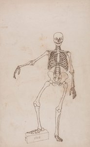 Mänskligt skelett, framifrån av George Stubbs