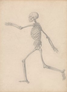 Mänskligt skelett, sidovy (nära den slutliga studien för tabell III men skiljer sig i detalj) av George Stubbs