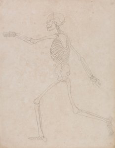 Mänskligt skelett, sidovy (kan ha förberetts från början för att användas som nyckelfigur i Tabell III men övergavs senare) av George Stubbs