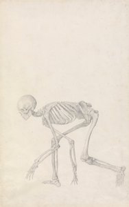 Mänskligt skelett, sidovy (i hukande ställning; avslutad studie för en opublicerad tabell) av George Stubbs