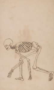 Mänskligt skelett, sidovy av George Stubbs