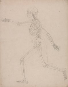 Mänskligt skelett, sidovy av George Stubbs