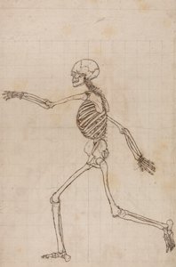 Mänskligt skelett, sidovy av George Stubbs