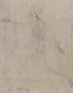 Mänskligt skelett, sidovy av George Stubbs