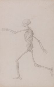 Mänskligt skelett, sidovy sedd från vänster, löpande (färdig studie för tabell III) av George Stubbs