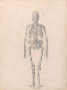 Mänskligt skelett, bakifrån (avslutad studie för tabell II) av George Stubbs