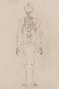 Mänskligt skelett, posterior vy (avser tabell II) av George Stubbs